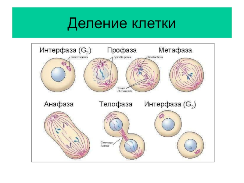 Постоянное деление клеток
