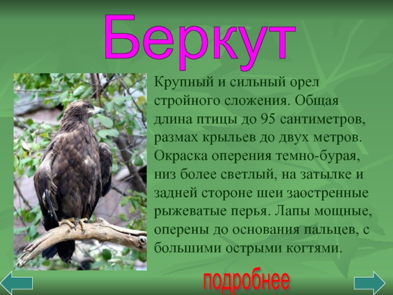 Беркут подробнее Крупный и сильный орел стройного сложения. Общая длина птицы до 95 сантиметров, размах крыльев до