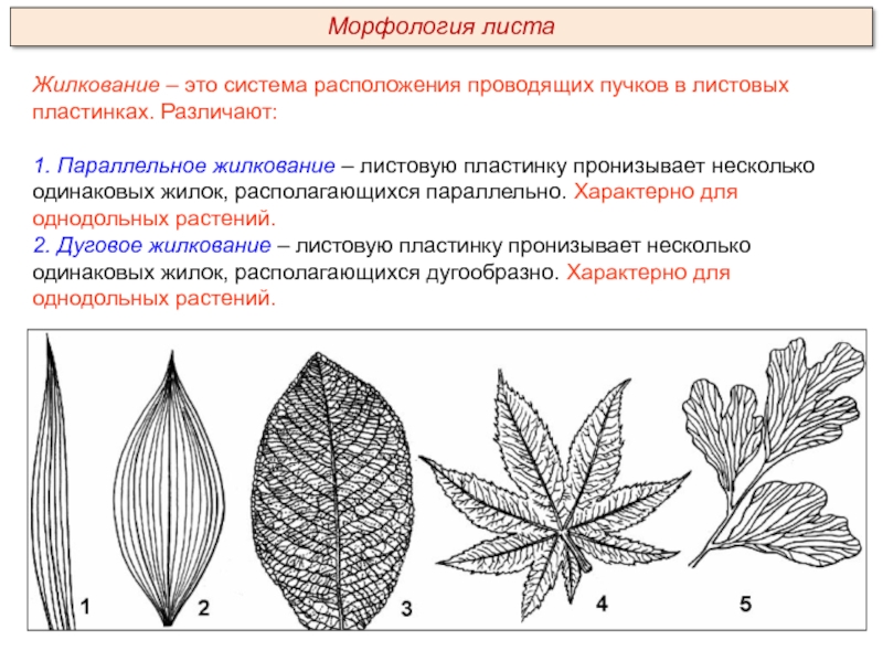 Параллельное жилкование. Сетчатое жилкование листовой пластинки у. Дуговое жилкование листовой пластинки у. Перистое жилкование листовой пластинки. Перистонервное жилкование.