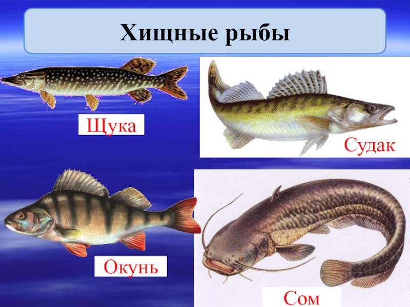 Хищная пресноводная рыба семейства тресковых. Сом щука окунь Судак. Пресноводные рыбы хищники названия. Хищные рыбы и их название щука. Рыба на букву п фото.