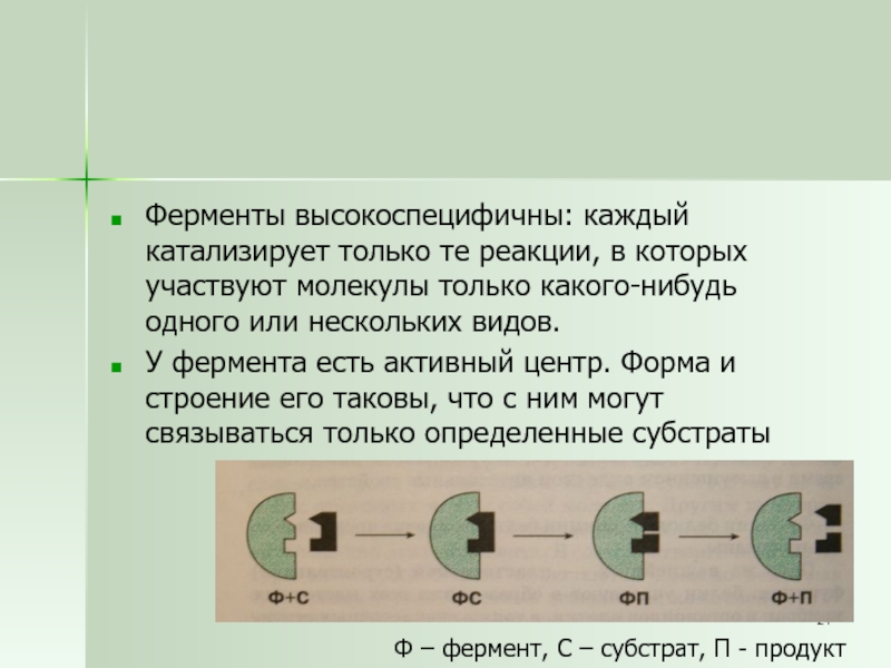 В процессе трансляции участвовало 100 молекул. Ферменты высокоспецифичны. Ферменты это высокоспецифичные. Вид молекулы фермента.