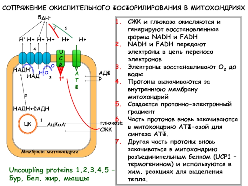 Цепь переноса электронов. Компоненты митохондриальной цепи переноса электронов таблица. Митохондриальная цепь переноса электронов таблица. Ферментные комплексы цепи переноса электронов. Компоненты митохондриальной цепи переноса электронов.