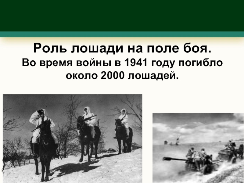 Роль лошади на поле боя. Во время войны в 1941 году погибло около 2000 лошадей.