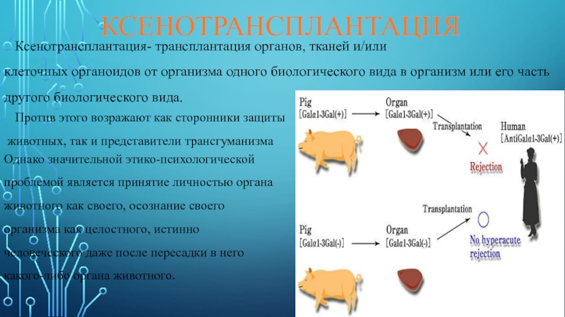 Трансплантация органов и тканей презентация иммунология