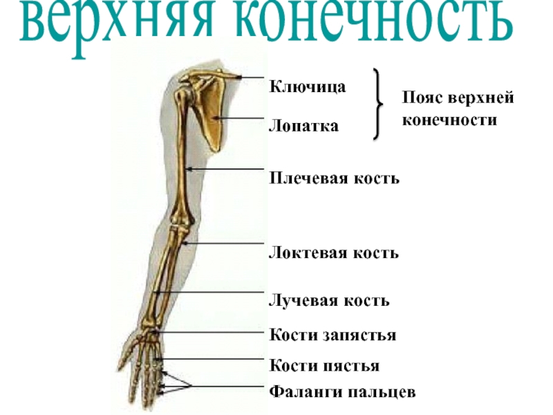 Найдите и назовите отделы свободной конечности. Строение скелета свободной верхней конечности. Плечевой пояс и скелет верхних конечностей. Пояс верхних конечностей и скелет верхней конечности человека. Скелет верхней конечности вид спереди.