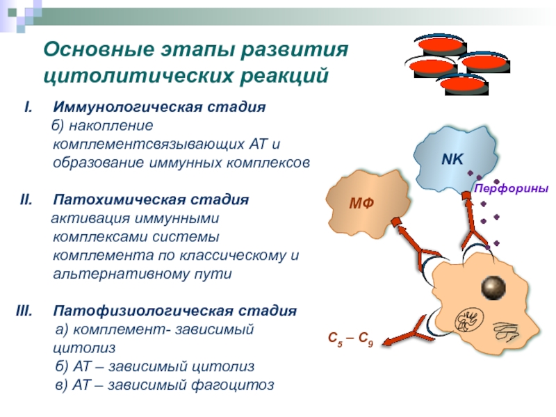 Иммунопатология патофизиология презентация