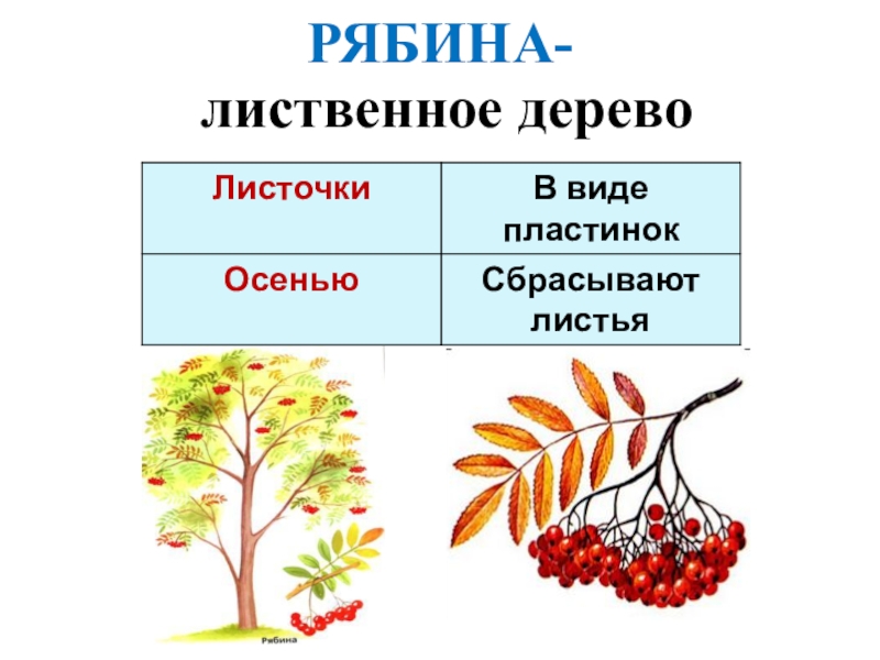 Весной рябинка одна из первых оживает многие деревья план текста