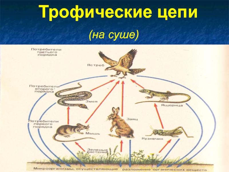 Подпишите трофические уровни цепи питания на рисунке