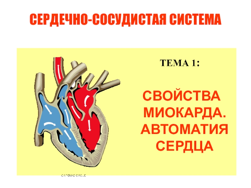 ФУНКЦИИ КРОВООБРАЩЕНИЯ И АВТОМАТИЯ СЕРДЦА