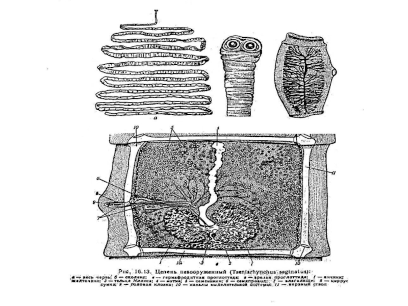 Строение широкого лентеца. Сколекс широкого лентеца. Плоские черви широкий лентец. Широкий лентец рисунок. Яйца широкого лентеца.