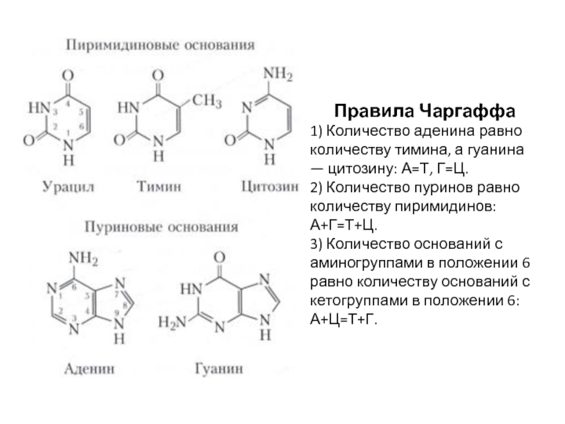 Правила Чаргаффа
1) Количество аденина равно количеству тимина, а гуанина —