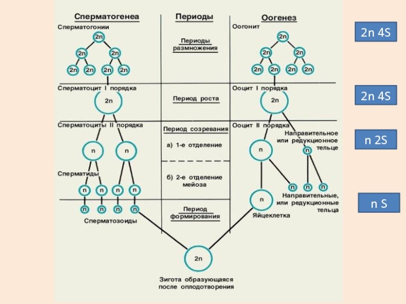 Установите последовательность этапов овогенеза образование ооцитов. Ооциты первого порядка набор генетического материала. Оогенез фаза созревания. Оогенез набор хромосом. Сперматогенез четвертый период.