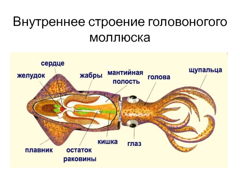 Какой тип развития характерен для каракатицы изображенной на рисунке