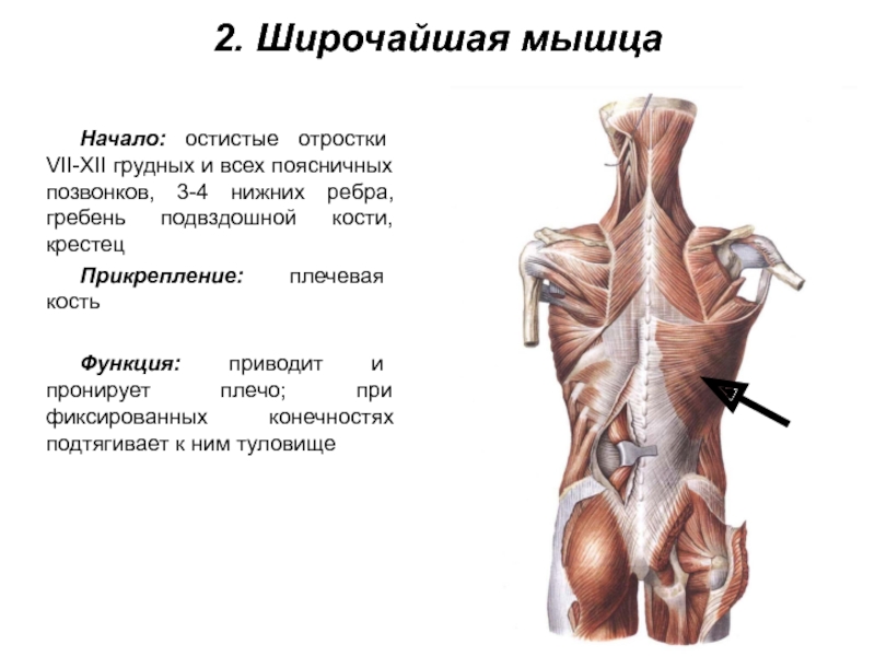2. Широчайшая мышца Начало: остистые отростки VII-XII грудных и всех поясничных позвонков, 3-4 нижних ребра, гребень подвздошной