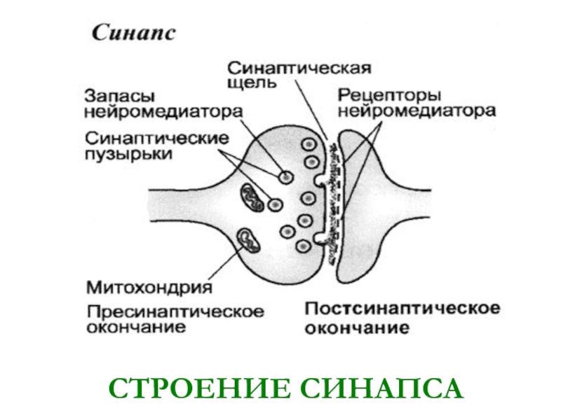 Схема структуры синапса