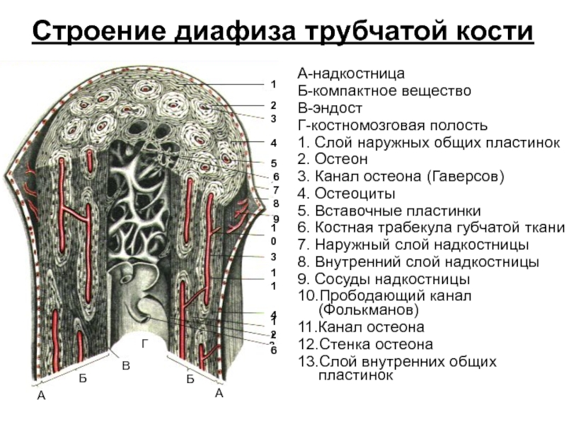 Какими цифрами обозначены изображения костной ткани