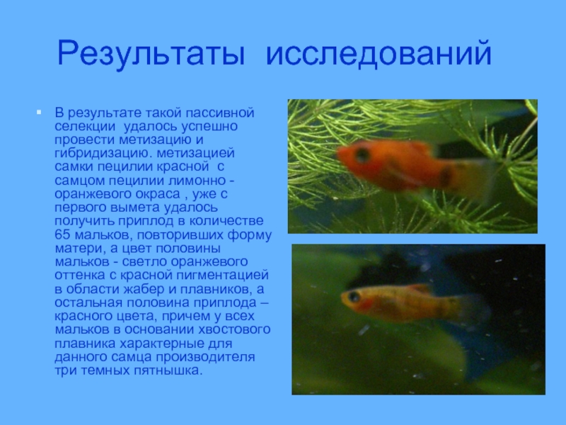 Исследование аквариумных рыбок какая наука. Пецилия самец и самка. Пецилии аквариумные самка. Рыбки пецилии самцы. Живородящие рыбки названия.