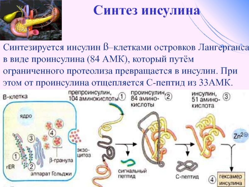 Тип синтеза. Этапы синтеза инсулина. Этапы синтеза гормона инсулина. Инсулин, этапы синтеза инсулина. Схема образования инсулина.