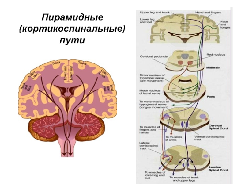 Пирамидный тонус