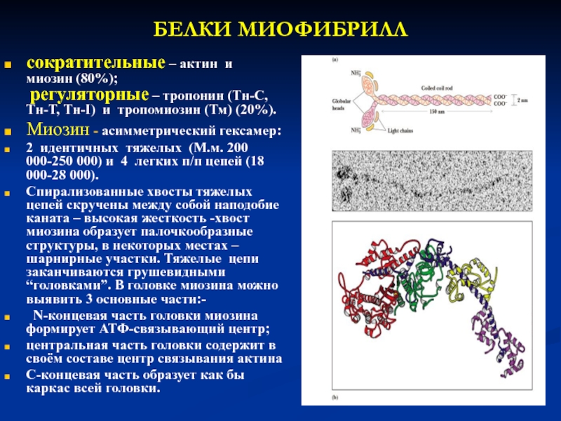 Биохимия мышц презентация