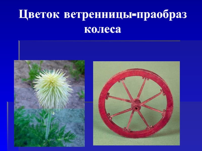 Презентация Цветок ветренницы - праобраз колеса