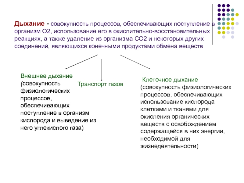 Процедурам обеспечена. Дыхание это совокупность процессов. Дыхание это совокупность процессов обеспечивающих поступление. Процесс поступления кислорода в организм. Дыхание это процесс поступления в организм кислорода.