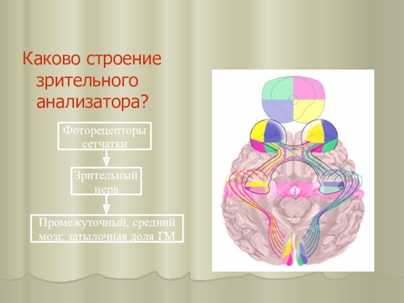 Строение анализатора. Строение зрительного анализатора. Особенности строения зрительного анализатора. Каково строение зрительного анализатора. Анатомия, физиология и гигиена зрительной сенсорной системы..