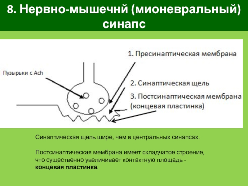 Нервные центры синапсы. Постсинаптическая мембрана синапса. Механизм функционирования мионеврального синапса. Строение мионеврального синапса. Схема строения мионеврального синапса.