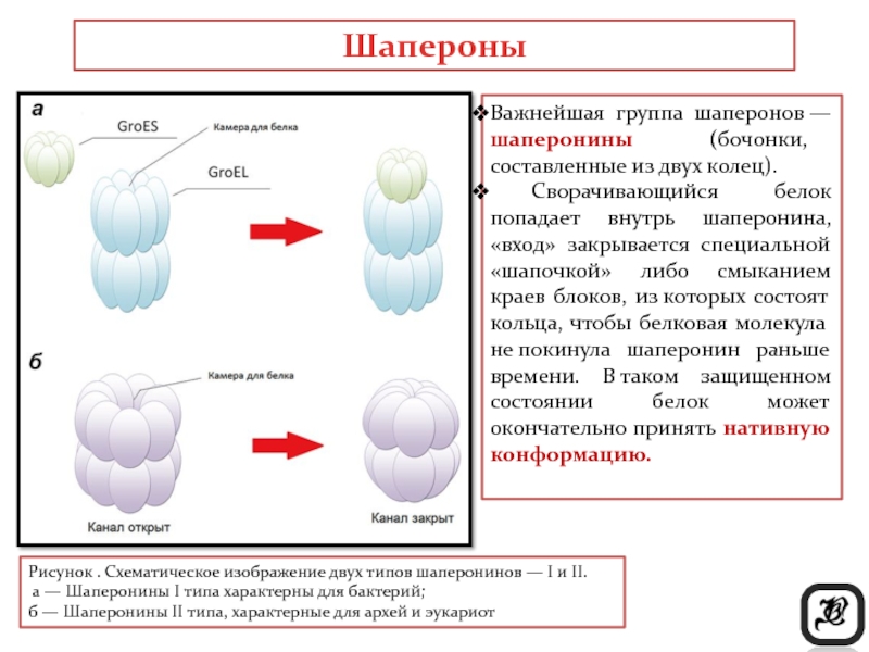 Роль белков шаперонов. Шапероны и шаперонины. Характеристика шаперонов. Шаперон белок строение. Белки шапероны функции.