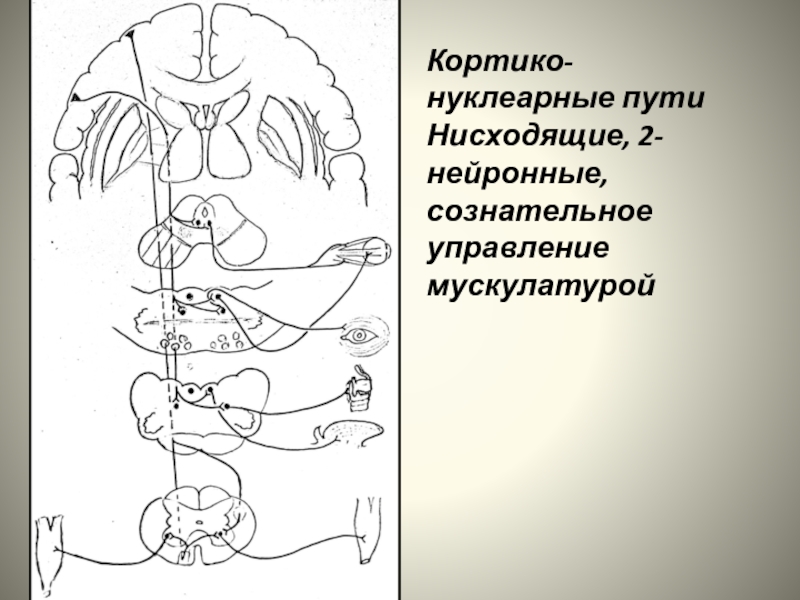 Схема кортико нуклеарного пути