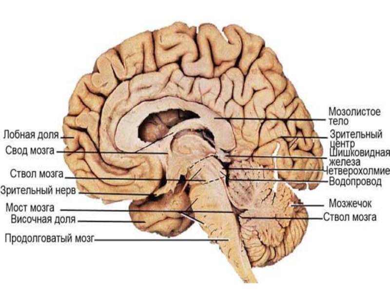 Мозолистое тело мозга фото