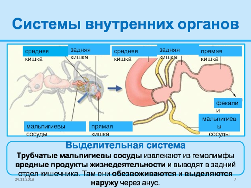 Выделительная система насекомых