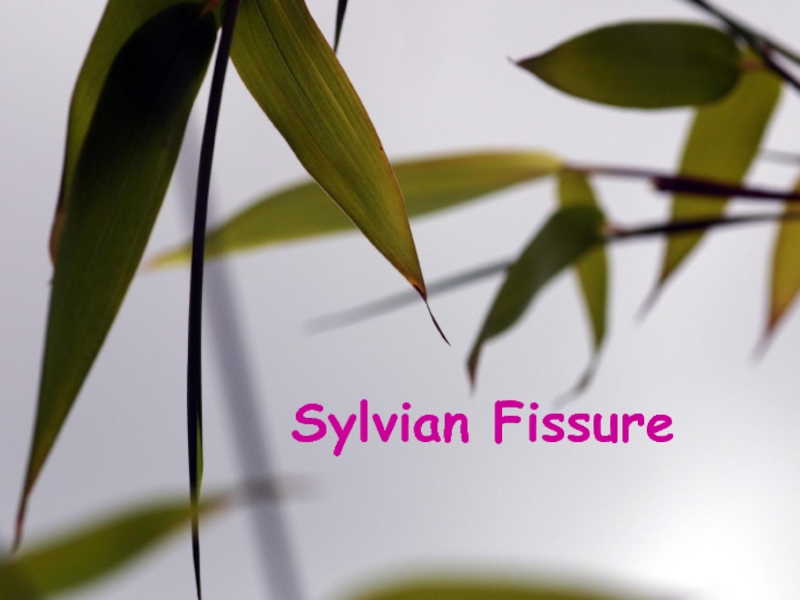 Презентация Sylvian Fissure