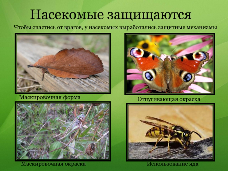 Весна в мире насекомых 2 класс презентация