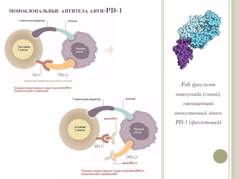 моноклональные антитела анти-PD-1 Fab фрагмент ниволумаба (синий), связывающий внеклеточный домен PD-1 (фиолетовый)