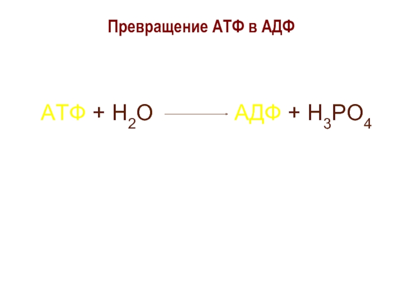 Атф и адф. АДФ + н3ро4  АТФ. Схема превращения АТФ В АДФ. Превращение из АТФ В АДФ. Структура АТФ превращение АТФ В АДФ.