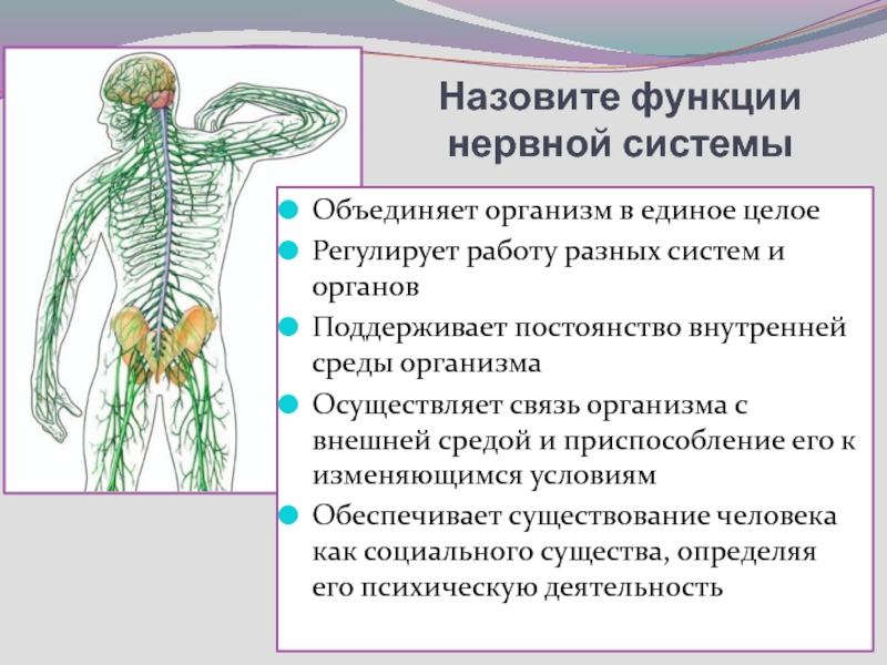Какую роль играет нервная. Система органов человека нервная система. Нервная система человека строение и функции 8 класс. Функции которые выполняет нервная система в организме человека. Функции нервной системы человека анатомия.