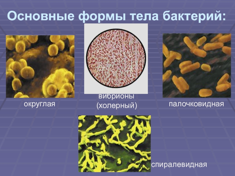 Назовите формы бактериальных клеток. Формы тела бактерий 5. Формы тела бактерий 5 класс. Основные формы бактерий. Основные формы микробов.