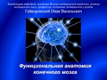 Функциональная анатомия  конечного мозга 