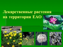 Лекарственные растения на территории ЕАО