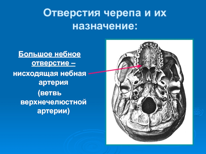 Слепое отверстие черепа