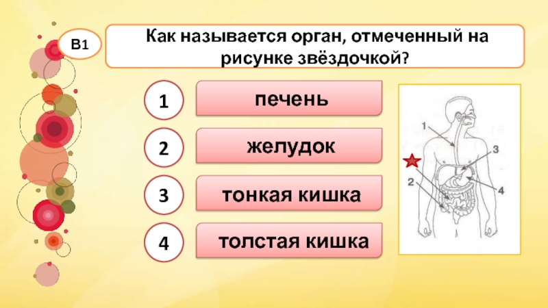 Тесту пищеварение. Как называется орган отмеченный на рисунке звездочкой. Пищеварительная система тест. Тест пищеварительная система 3 класс. Тест наше питание. Пищеварительная система.