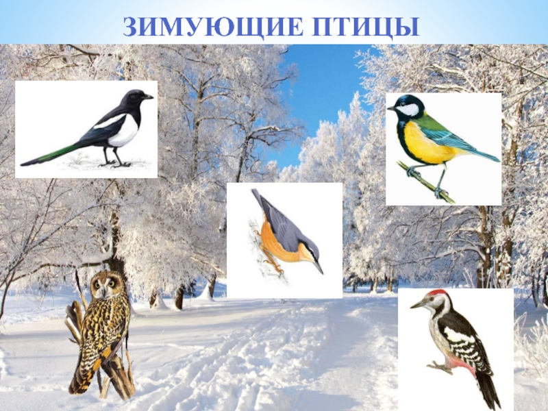 Перелетные птицы забайкалья. Зимующие птицы. Зимующие птицы в городе. Птицы которые зимуют в Татарстане. Зимующие птицы Забайкалья.