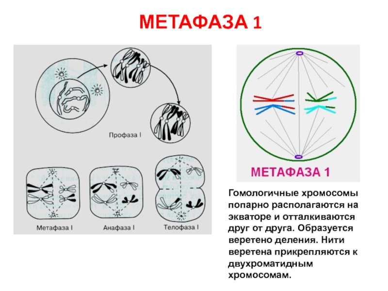 В метафазе митоза происходит