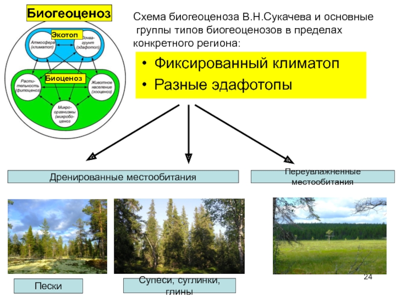 Схема биогеоценоза по сукачеву