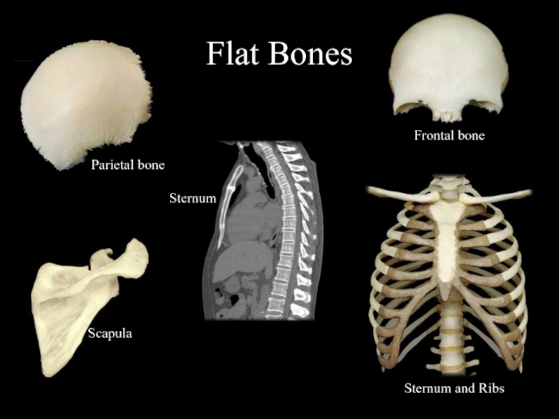 The Skeletal System презентация, доклад