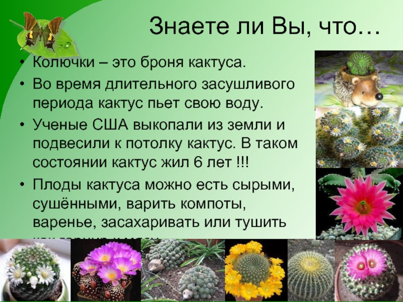 Знаете ли Вы, что…Колючки – это броня кактуса.Во время длительного засушливого периода кактус пьет свою воду. Ученые