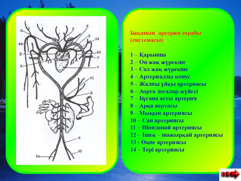 Оң жақ және сол жақ. Строение асты. Баканын нерв системасы. Происхождение асты:. Индже созукларнынъ асты.