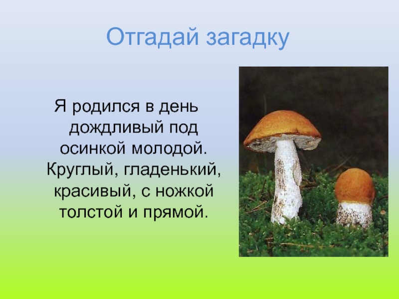 Загадка родился. Я родился в день дождливый под осиной. Отгадай загадки. Я родился в день дождливый под осиной молодой. Я родился в день дождливый. Он родился в день дождливый под березкой молодой.