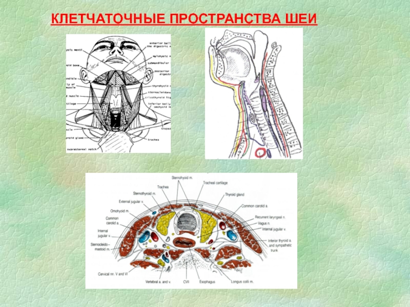 Клетчаточные пространства головы картинка